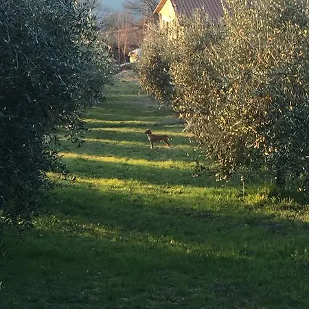 Appartamento Dell Agriturismo Pane E Olio Apartment